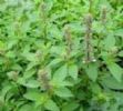  	Ocimum Basilicum Extract 